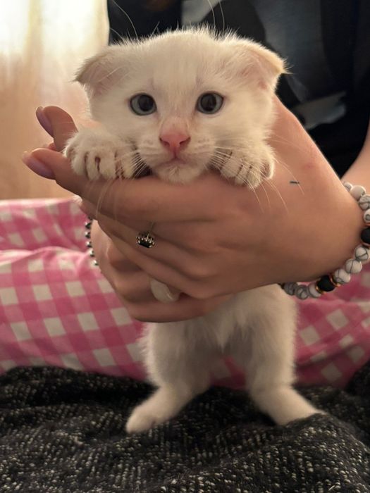 Котенок мальчик.