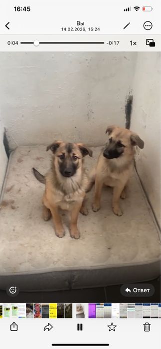 Пристраивается собака / щенок 7,5 месяца