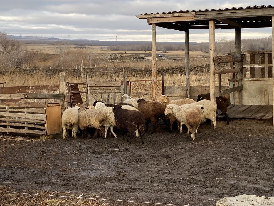 қой тоқтылармен сатамын