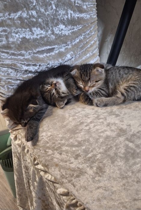 отдам в добрые руки  котят скоттиш-фолд