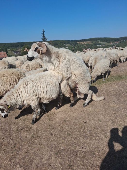 Vand 2 berbeci buni de monta !