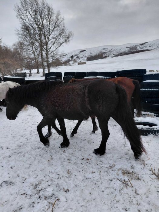 Лошади бие.     .