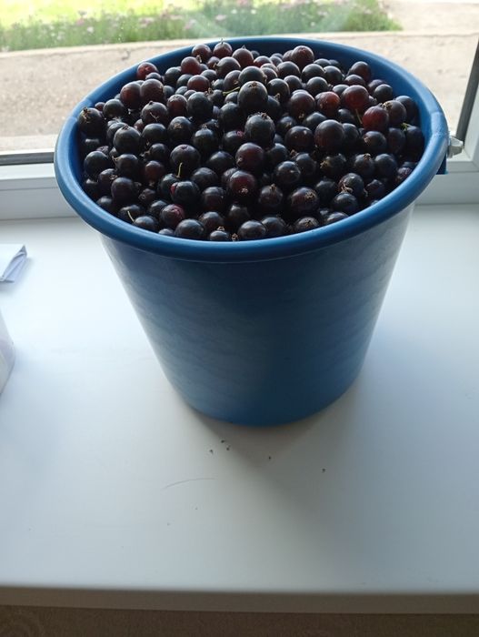 Саженцы крупной черной смородины