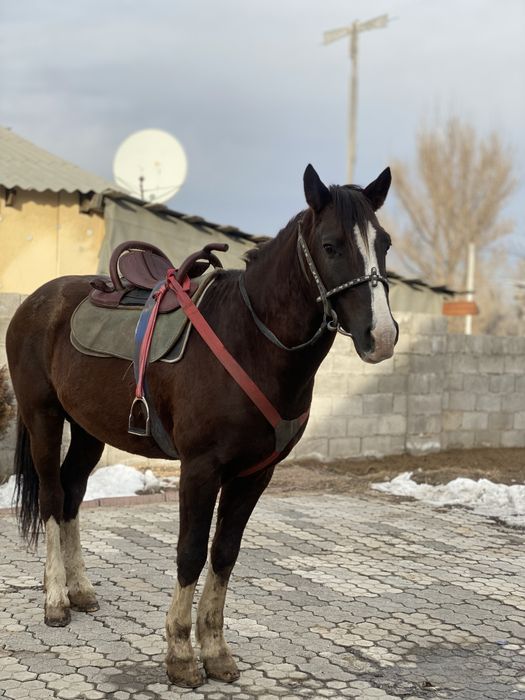 Айғыр сатылады