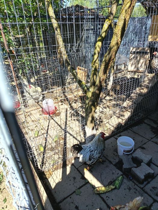 Găini și cocoși de vanzare