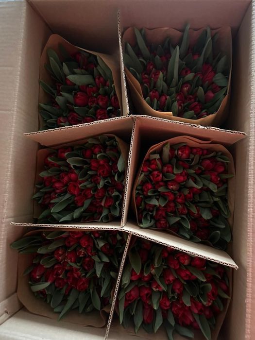 Тюльпаны свежие и хрустящие