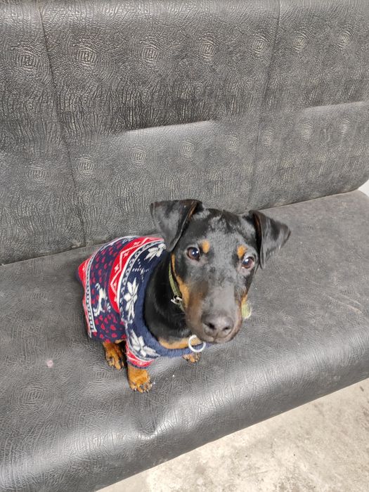 Убежала.  собака