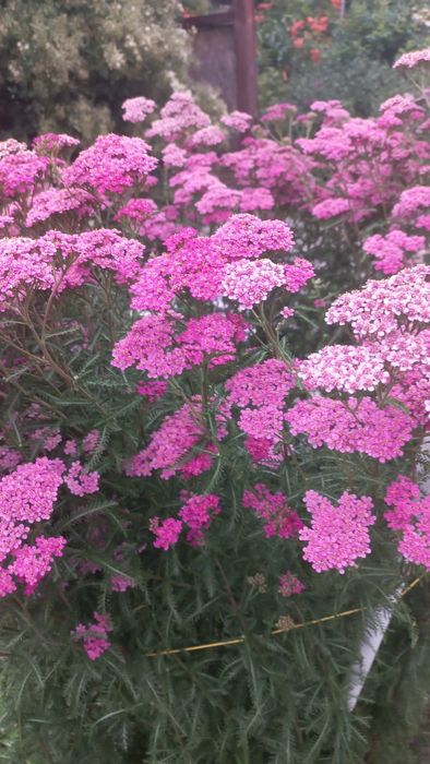 Продам корейские хризантемы