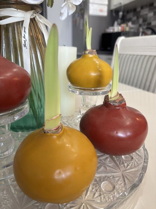 Луковицы Амариллиса. Свежие в наличии