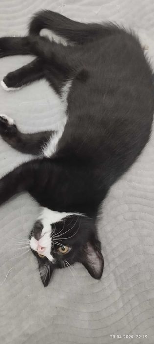 Котятки в добрые и заботливые руки