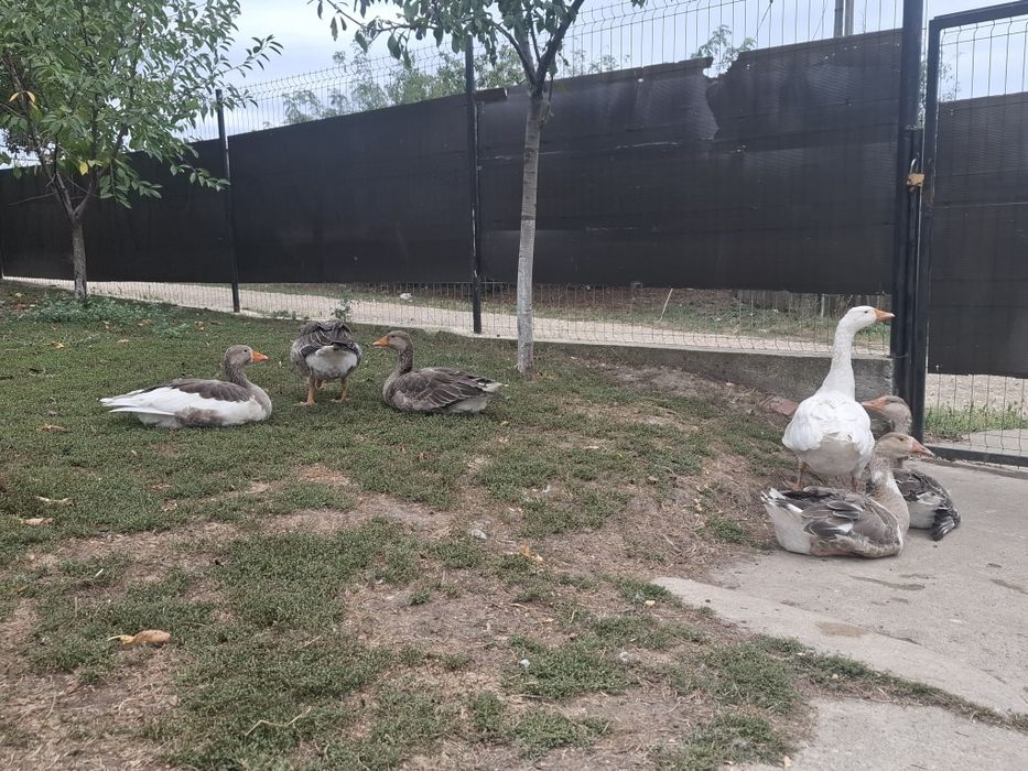 Gaste de vanzare din primavara aceasta.