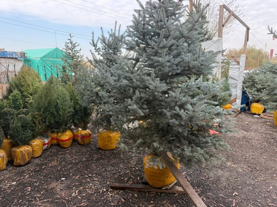 Продается саженцы оптом и в розницу