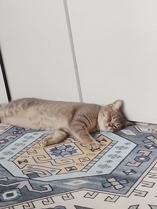 Котик британец в хорошие руки