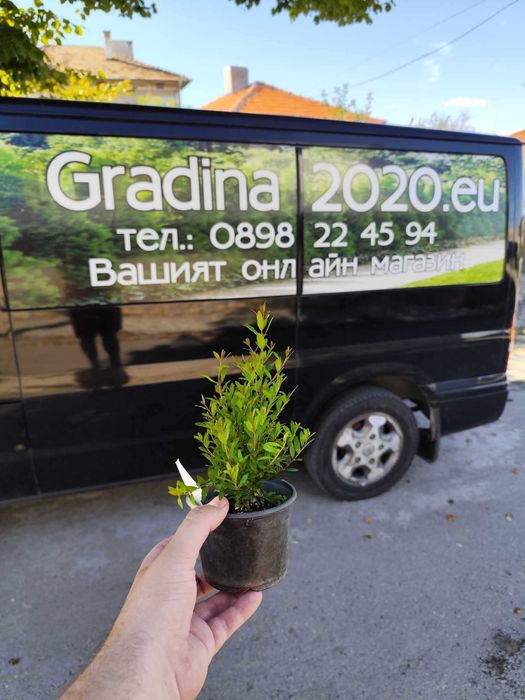 Нар фиданки  - Punika granatum  Студоустойчив и Самоопрашващ