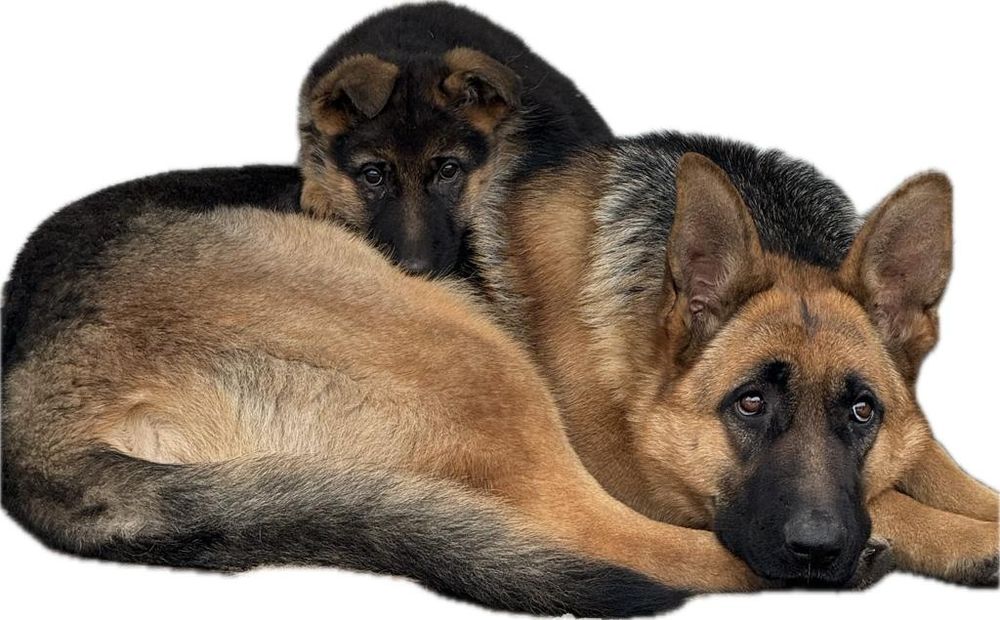 Продаем щенков немецкой овчарки