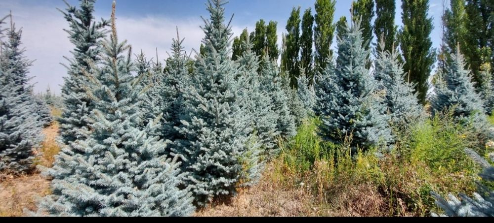 Голубые Ель туя смарагд