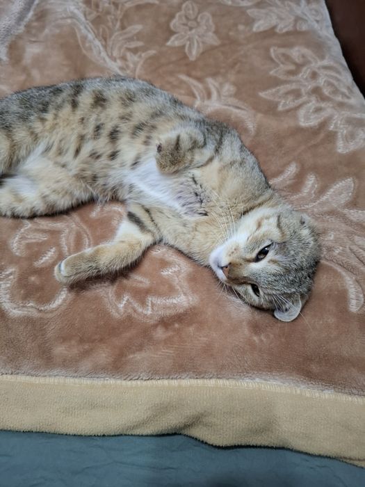 Besplatnaya koshka Mushuk hadyaga
