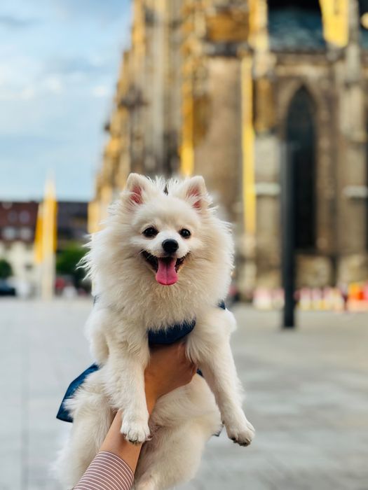 Продава се куче померан.