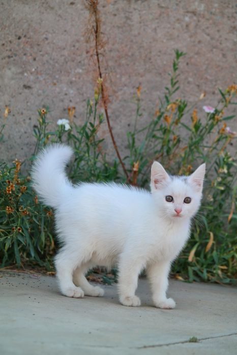 Белый котенок бесплатно