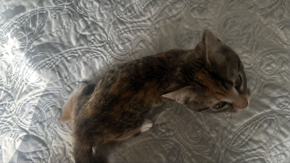 Кошка трехцветная