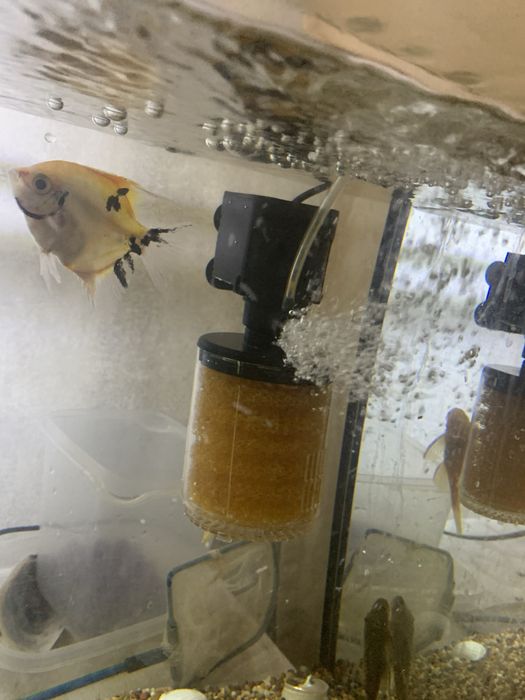 Продам аквариум с рыбками 70л