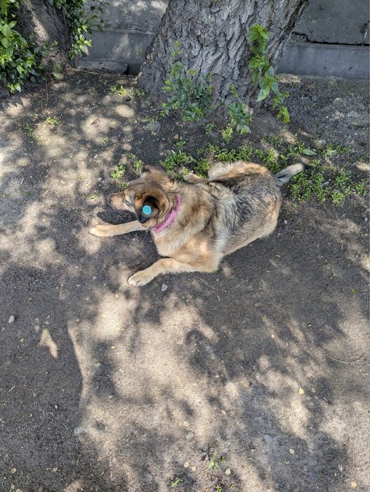 нашлась собака с розовым ошейником