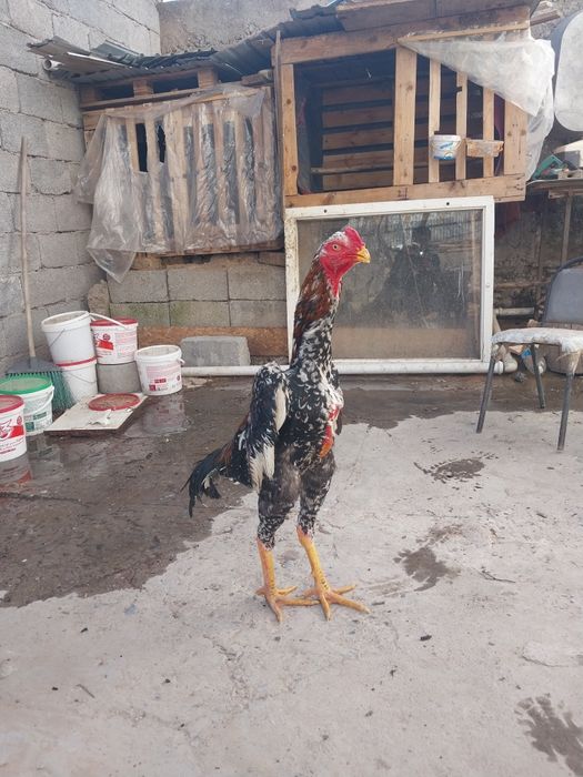 Срочно продам петух