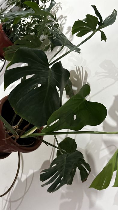 Монстера деликатесная