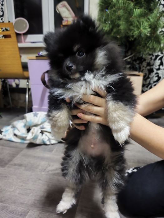 Продам щенка Шпица