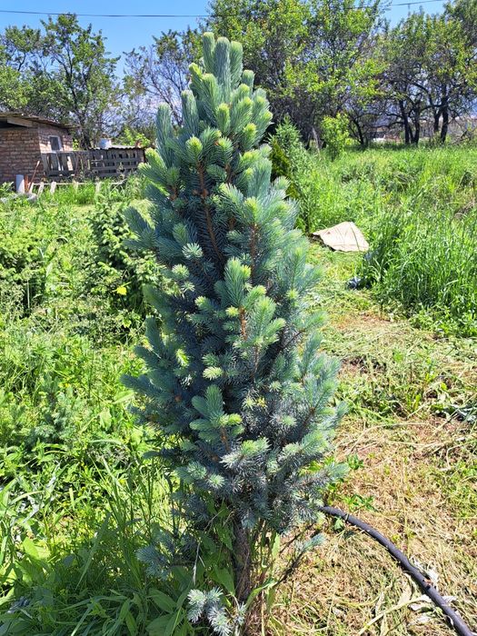 Продам голубая ель