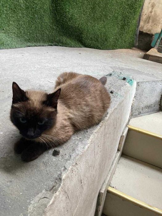 Нашли кошку сиамская