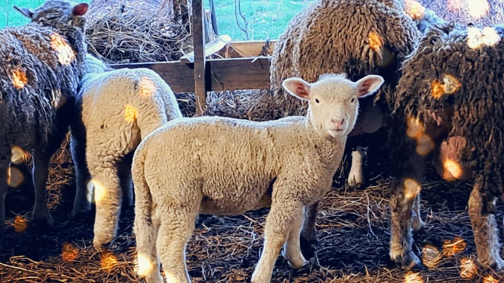 Продавам агнета и овце ил дьо франс