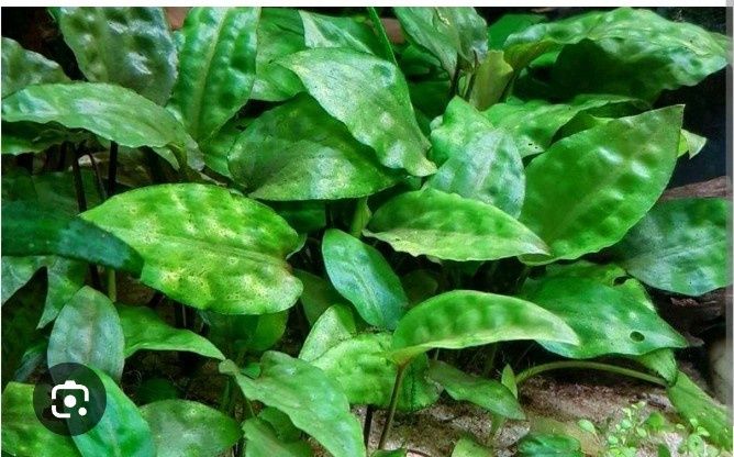 Растения для аквариума