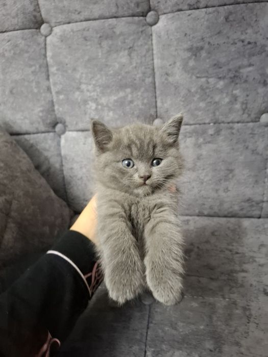 Scottish strateg 2 oyli mushu ozi ovqatlanadi gorshok biladi