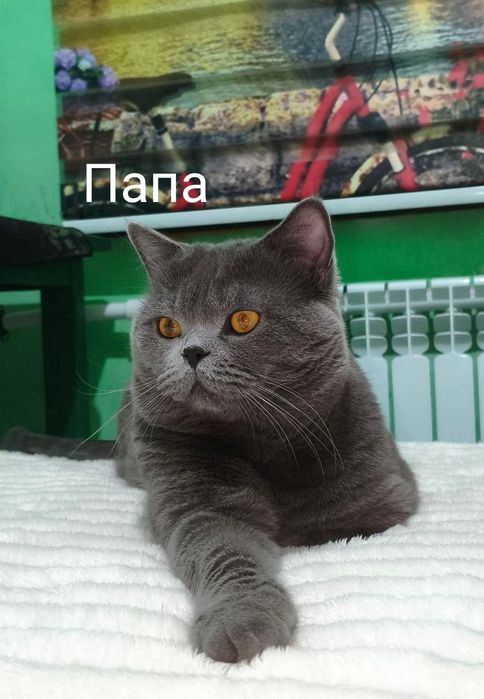 Продаются британские котята.