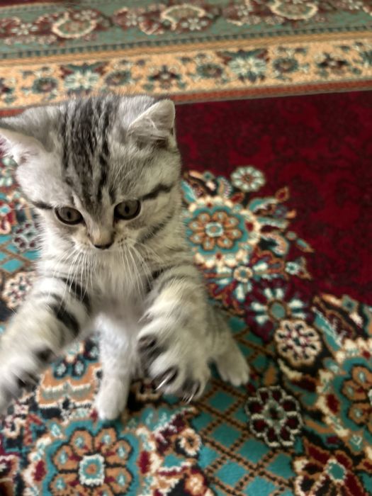 Кошка срочно сотилади