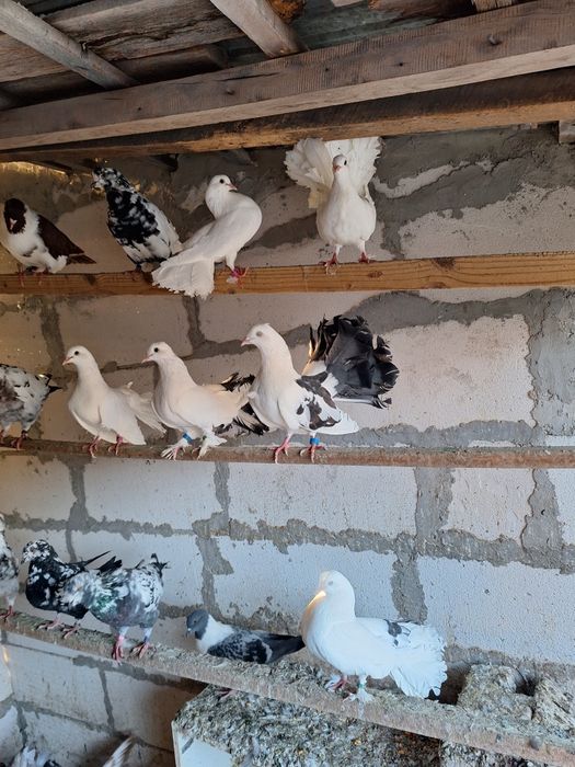 Vand porumbei straseri kingi si voltati