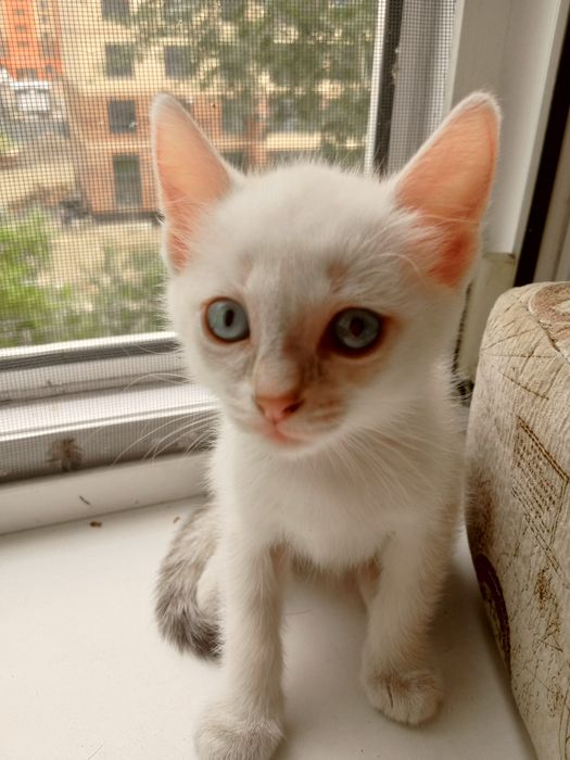 Отдам домашних котят в добрые ручки