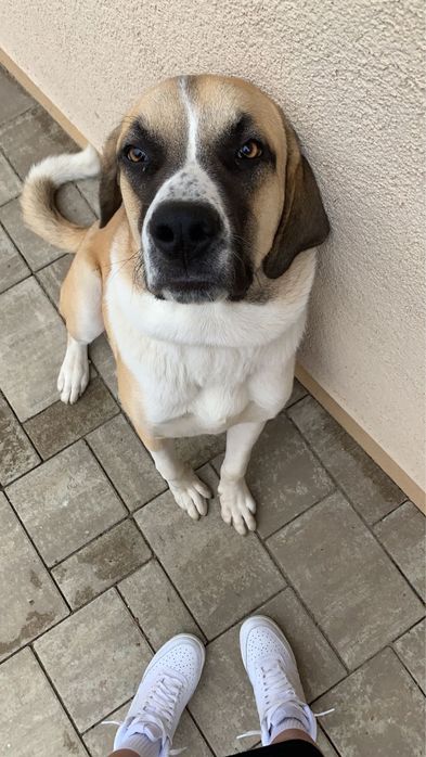 Kangal de donat, 2 ani, castrat, nu musca
