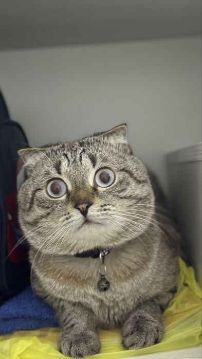 Отдам добрый руки