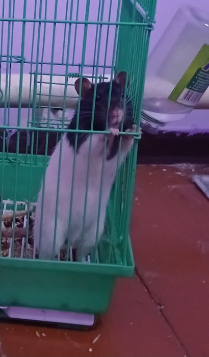 Продам крысу с клеткой