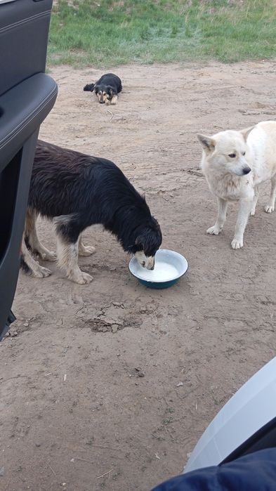 Отдам в добрые руки