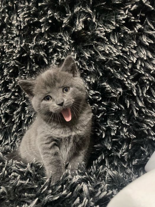Продам британских котят 5 тыс
