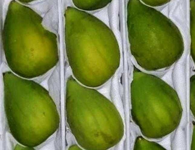 Йирик анжир кучатлари.Крупные  саженцы  инжира.