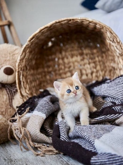 Продается золотые Шиншилы котята