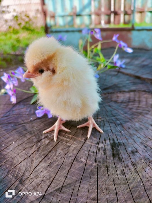 Pui de gaina din rasele Paduane Chamoise.