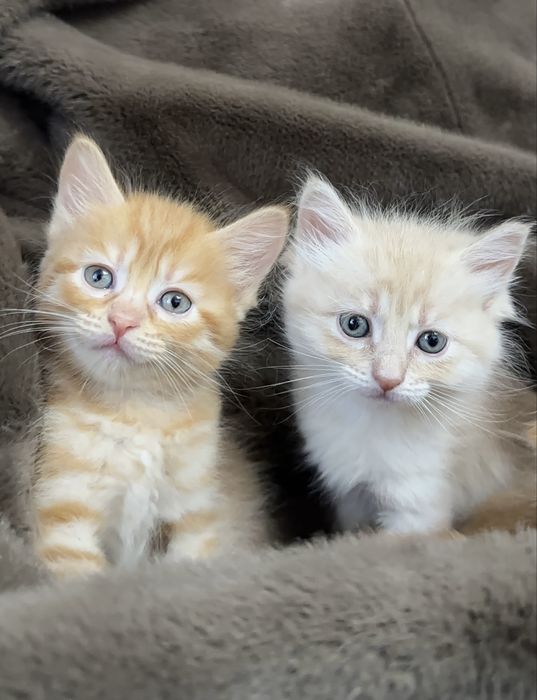 Котята шотландские