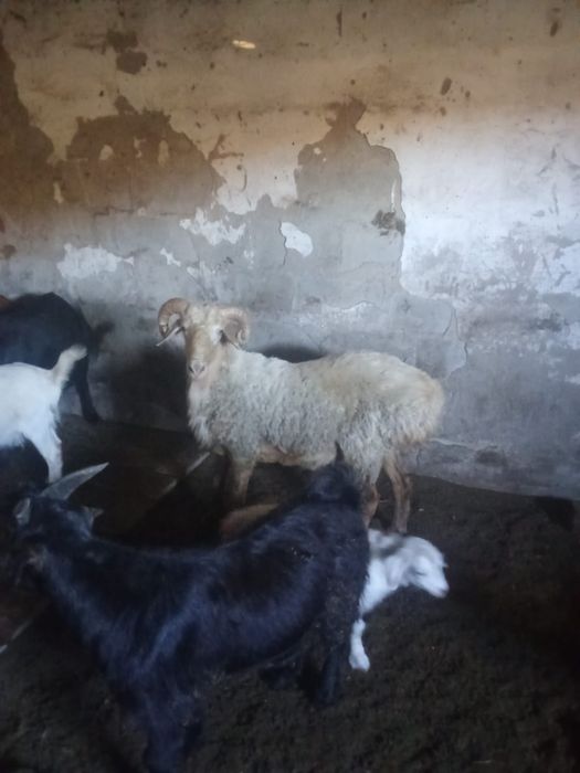 Баран мальчик 2 года