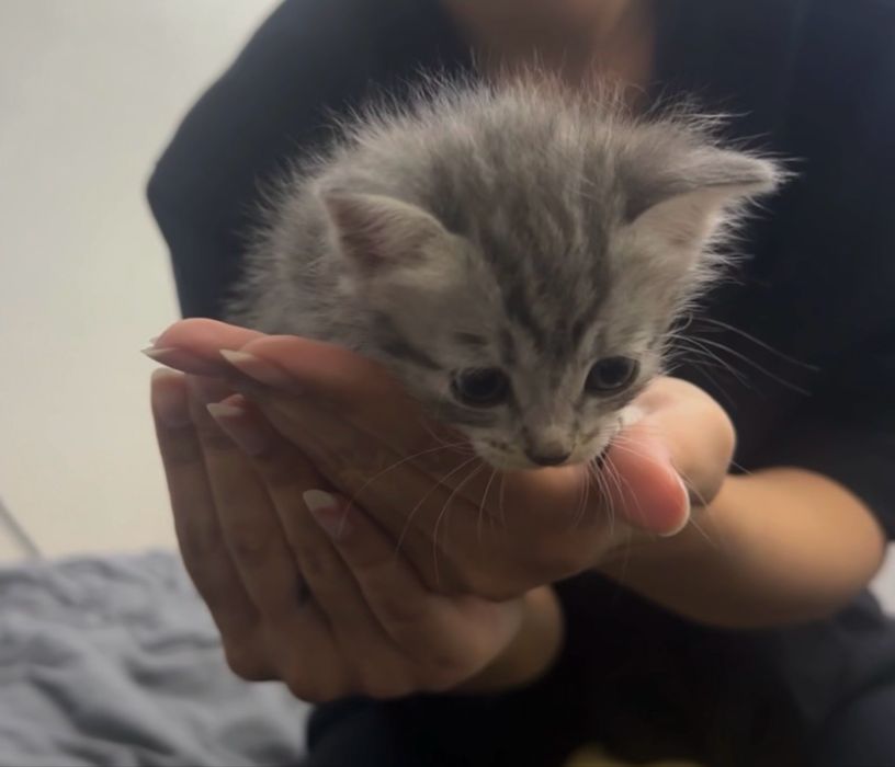 Отдам котят бесплатно