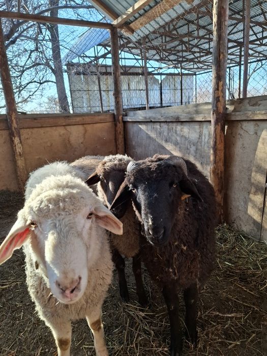 Продам баран Кой сатам